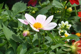 大丽花