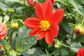 大丽花