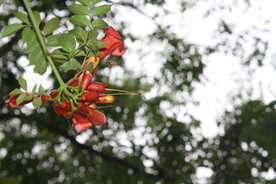 凌霄花