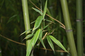 竹林