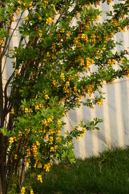 金雀花