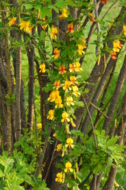 金雀花