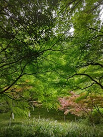 绿野仙踪