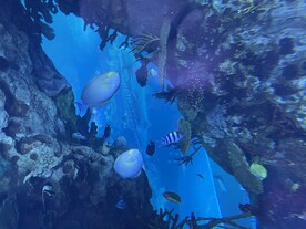 鲨鱼 海洋鱼类