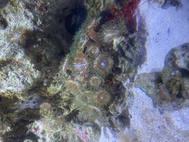 海葵