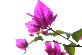 紫色蝴蝶花