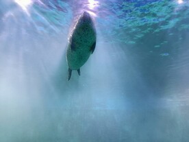 海洋馆海豹