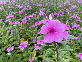 长春花