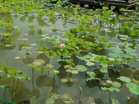 唐诗荷花荷叶圆圆自然风格原创摄