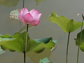 如诗如画的荷花 油画风格 原创