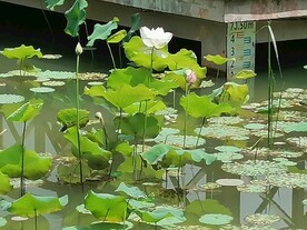 荷叶圆圆 荷花 原创摄影