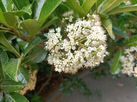 珊瑚树