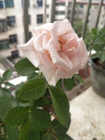 粉色月季