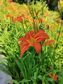 黄花特写