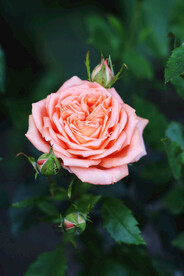 玫瑰花
