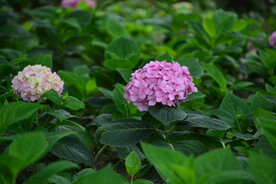 绣球花 