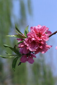 桃花儿