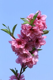 桃花儿