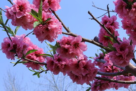 桃花儿 