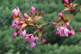 垂丝海棠花 