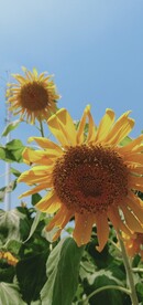 夏日向日葵
