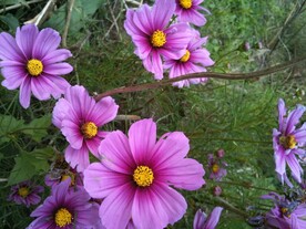 花朵 格桑花 花园