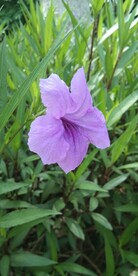 紫色花