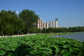 荷塘风景