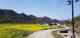 西递油菜花