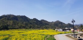 西递油菜花