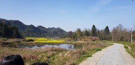 田野油菜花