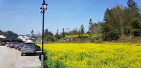 树木 田野 油菜花