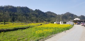 西递油菜花