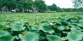 荷花池