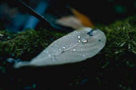 绿色壁纸