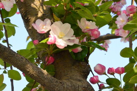 公园花草 