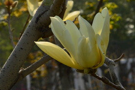 公园花草