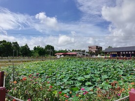 荷塘风景