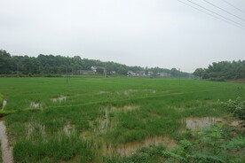 水田自然风光
