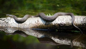 水蛇