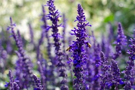 薰衣草