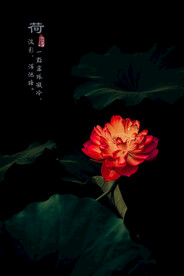 夏荷