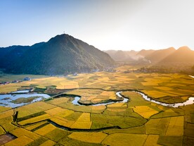 麦田