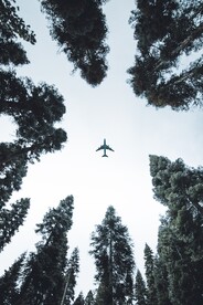 树林 森林 仰视森林 自然风景