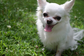 博美犬