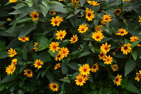 公园花草 