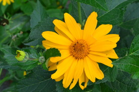 日光菊 