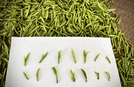 绿茶叶子茶叶嫩芽图片