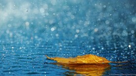 落叶雨滴