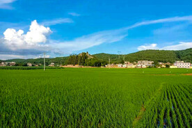 绿色田园风光